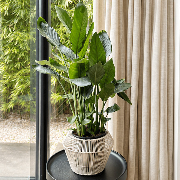 Pot de fleurs recyclé Diamond Cloud – Moyen | Woodely